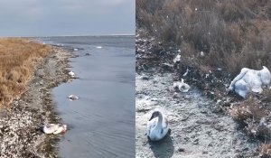 В окружении смерти: блогер показал как умирают лебеди в Мангистау