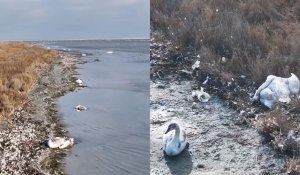 Количество погибших лебедей-шипунов в Актау уже превысило 600 особей