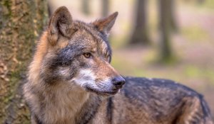 В ВКО волк проник в частный дом и укусил хозяина