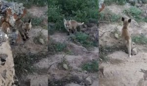 Необыкновенный лисенок попал на камеру в заповеднике Каратау