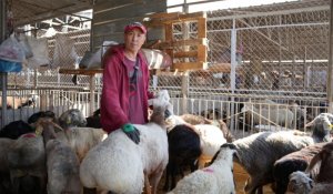 Где и за сколько купить жертвенные животные на Курбан-айт, рассказали торговцы на рынке в Алматы