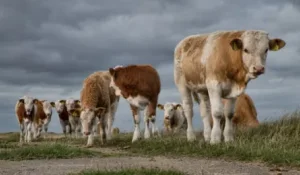 Фермеры ждали 2 года: подписан протокол по экспорту крупного рогатого скота из Казахстана в Китай