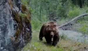 Тянь-шаньские бурые медведи попали в фотоловушку в национальном парке