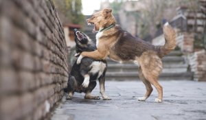 Отстрел собак в Косшы: погибли домашние любимцы, щенки и тазы