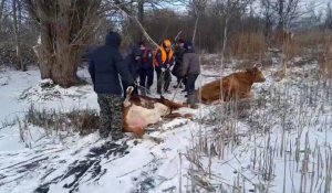 Спасатели вывели на берег 6 коров с водоема в Уральске