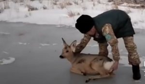 Инспекторы Алакольского заповедника спасли сибирскую косулю