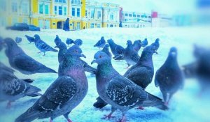 Погода в Уральске с 3 по 9 февраля 2025 года