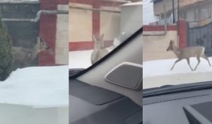 Олень на улицах Алматы: необычный гость напугал горожан