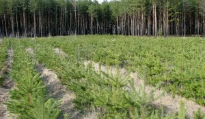 Как проводится посадка 2 миллиардов деревьев в государственный лесной фонд