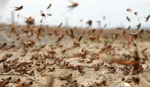 Бектенов поручил усилить меры против нашествия саранчи в регионах
