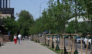 Более миллиона деревьев высажено за три года в Алматы