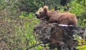 Медвежонок попал на видео у озера Кольсай