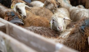 В Алматы определены 12 официальных мест для жертвоприношения на Курбан айт