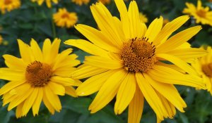 На юге Казахстана жара до +42°C, на западе – ливни и шквалы: прогноз погоды на три дня