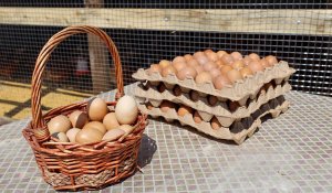 В Казахстане малообеспеченные семьи смогут получать скидки на продукты через цифровые ваучеры