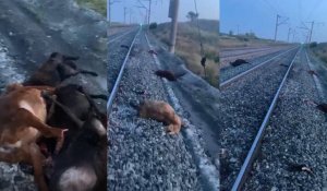 Под рельсами поезда погибла целая отара овец в Акмолинской области