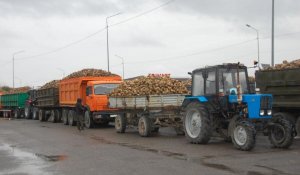 Сладкий урожай этого года: в Жетісу оба сахарных завода начали приемку сахарной свеклы