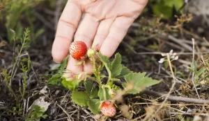 Более 300 казахстанцев стали жертвами мошенников при попытке найти работу в Великобритании