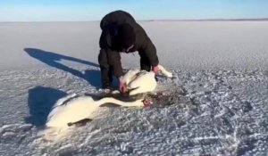 Двое акмолинцев в степи спасли замерзающих лебедей