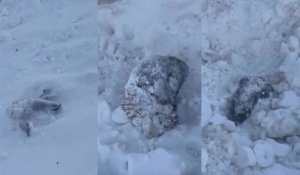 «Погибли десятки животных»: в ЗКО жители выкапывают баранов, занесенных снегом после внезапной метели