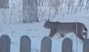 Гуляла рысь по селу в Костанайской области