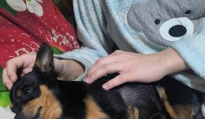 Избила детей из-за лая собаки: на павлодарку завели уголовное дело за побои