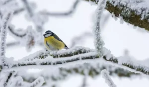 Штормовое предупреждение по Казахстану: синоптики прогнозируют гололед, метели и сильный ветер