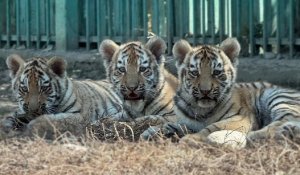 Тройня амурских тигрят родилась в зоопарке Алматы