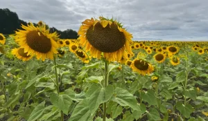Казахстан вошёл в топ-6 стран мира по сельхозугодьям