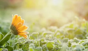 В Казахстане резко похолодает и выпадет снег