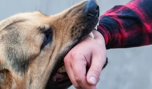 Собаки кусают каждые 12 минут: в Казахстане хотят ужесточить закон