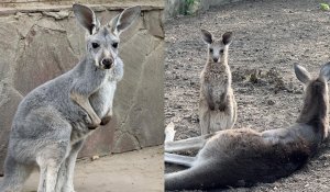 Кенгуро-бэби-бум в Алматинском зоопарке: родились сразу три малыша