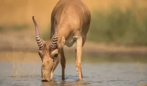 Более 1600 мертвых сайгаков нашли в ЗКО