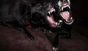 Власти ответили на идею налога на собак - эффект может быть неожиданным