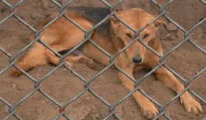 Аружан Саин переложила ответственность за нападения бродячих собак на самих детей