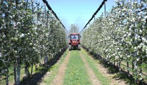 Яблоневые сады Алматинской области: от цветения к богатому урожаю