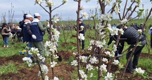 В Алматы проходит массовая посадка яблоневых садов