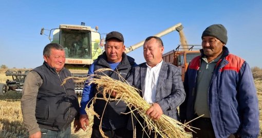 Аграрии Балхашского района собирают богатый урожай риса