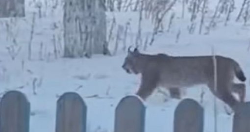 Гуляла рысь по селу в Костанайской области