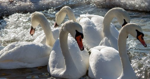 Почему нельзя кормить лебедей хлебом – объяснили экоактивисты Актау