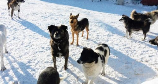 Стая собак напала на женщину в Алматинской области: появились шокирующие подробности
