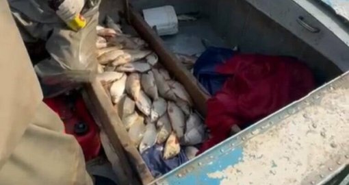 Полиция выявила у браконьеров около 130 кг рыбы в Туркестанской области