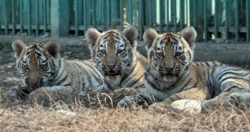 Тройня амурских тигрят родилась в зоопарке Алматы
