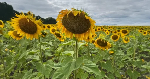 Казахстан вошёл в топ-6 стран мира по сельхозугодьям