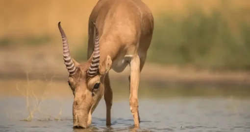 Более 1600 мертвых сайгаков нашли в ЗКО