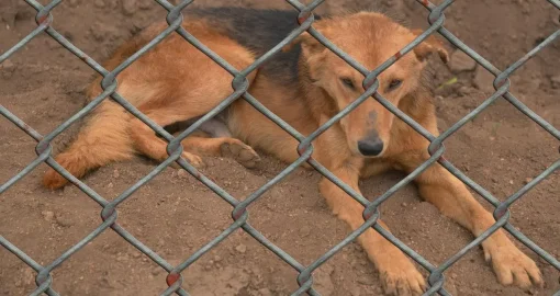 Аружан Саин переложила ответственность за нападения бродячих собак на самих детей