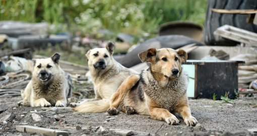 Сенат против жестких мер: закон об умерщвлении животных вернули в Мажилис