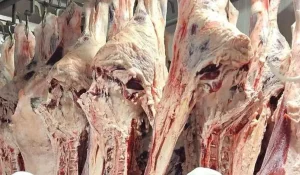 «Ешьте спокойно»: в Минсельхозе объяснили, как контролируют качество мяса сайги