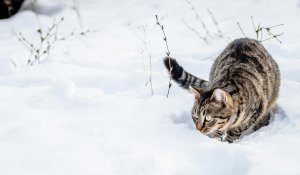 Выброшенные на мороз кошки обнаружены на трассе в области Абай